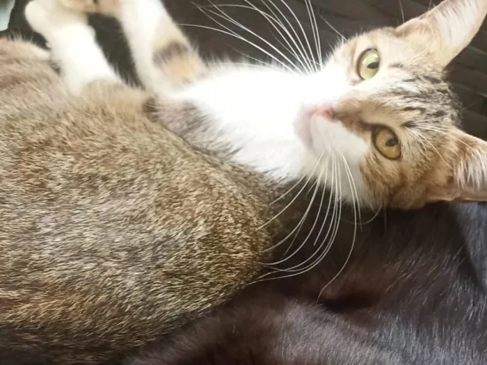 Gato raça SRD-ViraLata idade 1 ano nome Kiara e Max