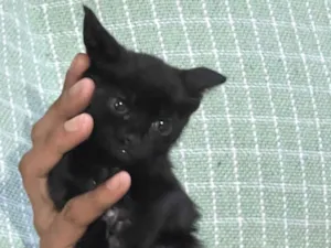 Gato raça SRD-ViraLata idade 2 a 6 meses nome Neguinho 