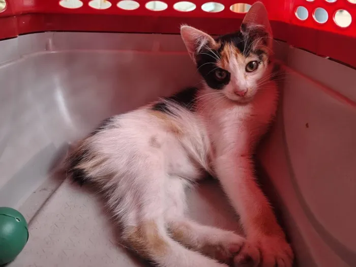 Ainda não escolhido