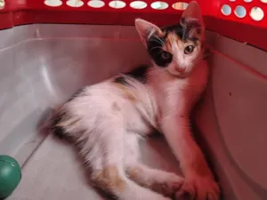 Gato raça SRD-ViraLata idade 2 a 6 meses nome Ainda não escolhido