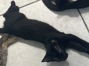 Gato raça SRD-ViraLata idade 2 a 6 meses nome Nala