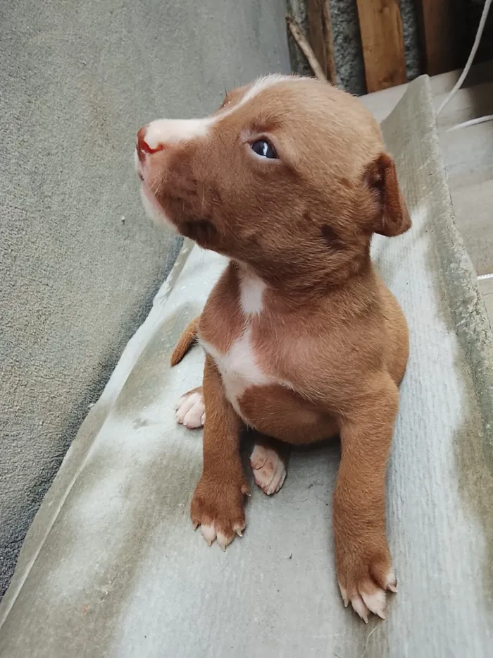 Cachorro raça Pit-Bull idade Abaixo de 2 meses nome Filhos do geromel 