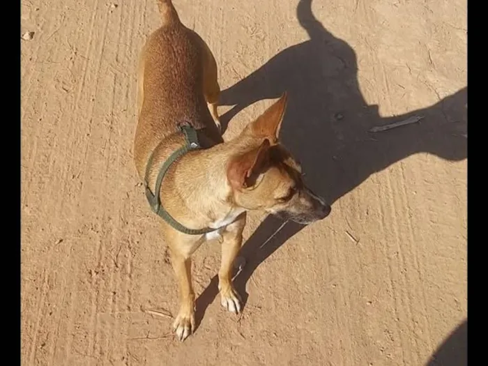 Cachorro raça SRD-ViraLata idade 3 anos nome Hanna 