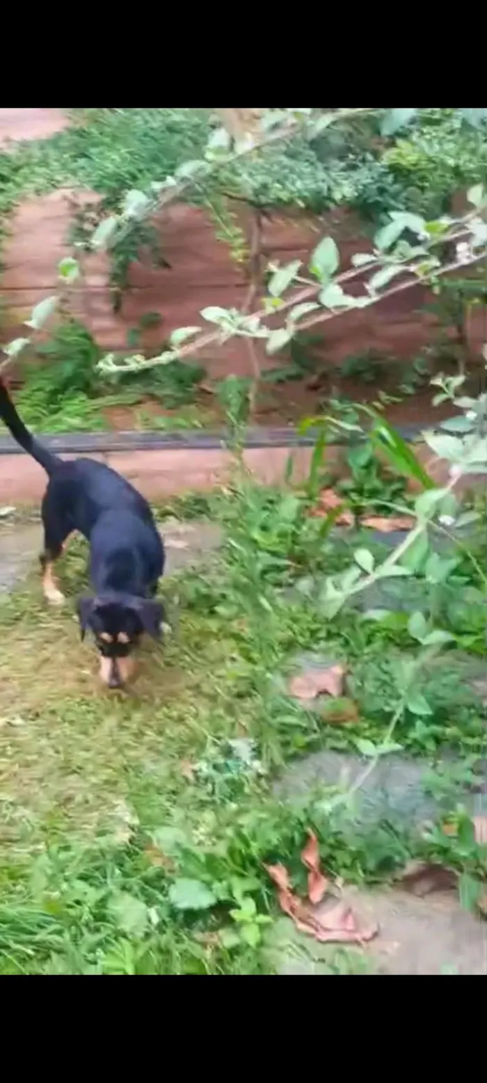 Cachorro raça SRD-ViraLata idade 1 ano nome LESCY