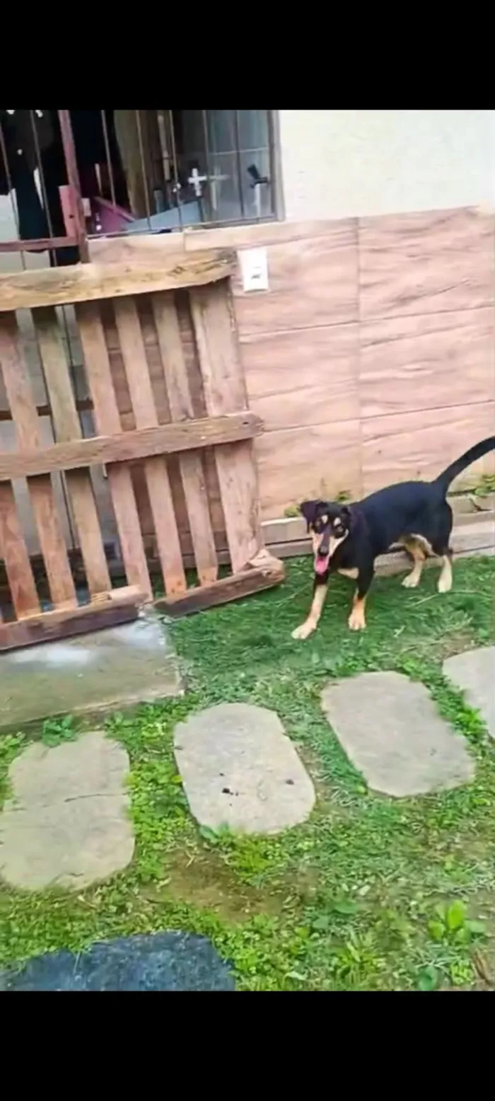 Cachorro raça SRD-ViraLata idade 1 ano nome LESCY