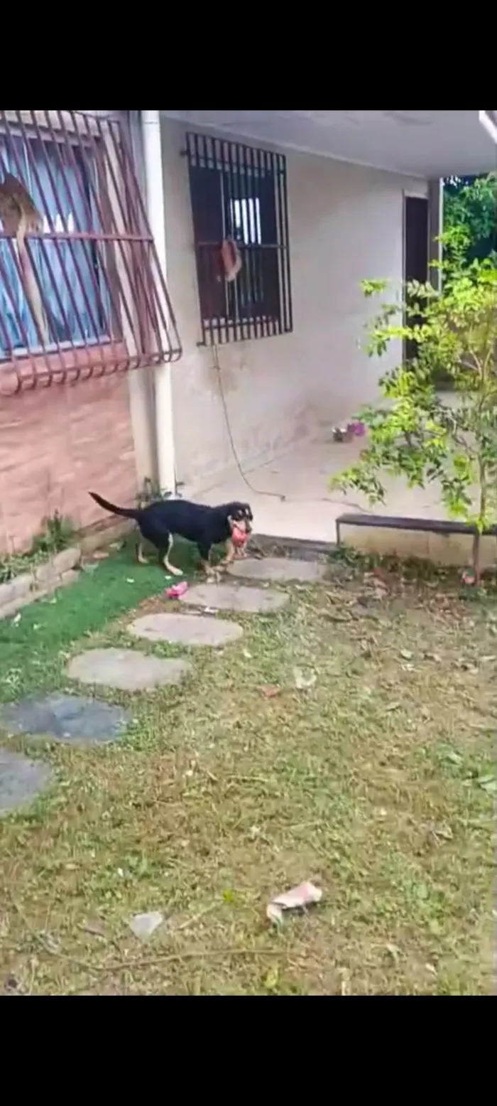 Cachorro raça SRD-ViraLata idade 1 ano nome LESCY