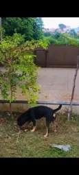 Cachorro raça SRD-ViraLata idade 1 ano nome LESCY