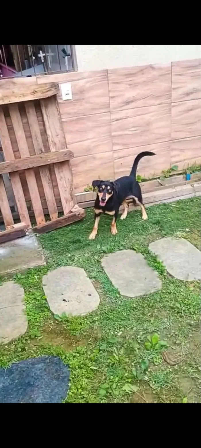 Cachorro raça SRD-ViraLata idade 1 ano nome LESCY