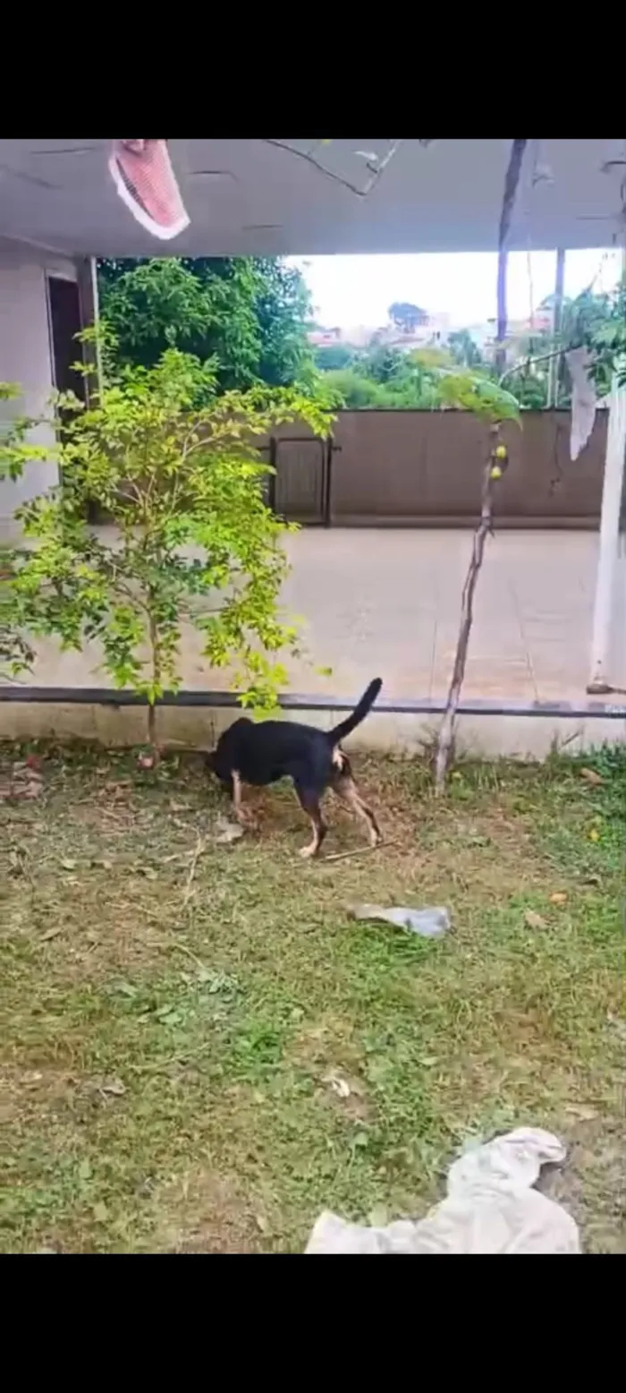 Cachorro raça SRD-ViraLata idade 1 ano nome LESCY