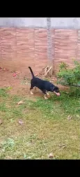 Cachorro raça SRD-ViraLata idade 1 ano nome LESCY