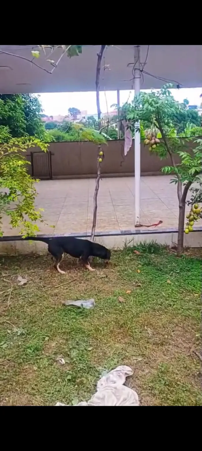 Cachorro raça SRD-ViraLata idade 1 ano nome LESCY