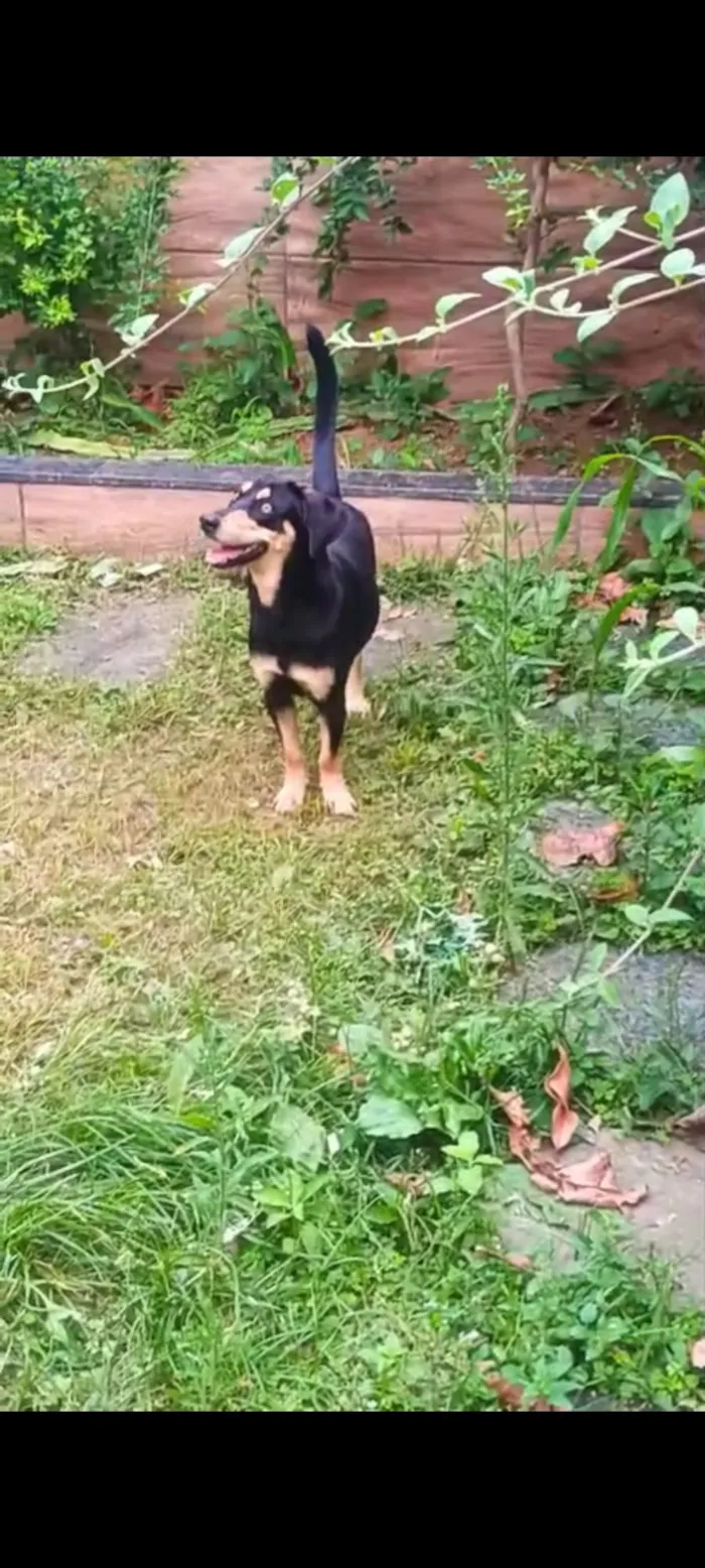 Cachorro raça SRD-ViraLata idade 1 ano nome LESCY