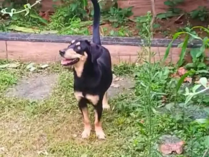 Cachorro raça SRD-ViraLata idade 1 ano nome LESCY