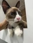 Gato raça Siamês idade 2 a 6 meses nome Lorenzo 