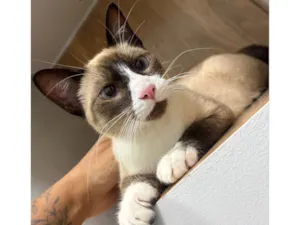 Gato raça Siamês idade 2 a 6 meses nome Lorenzo 