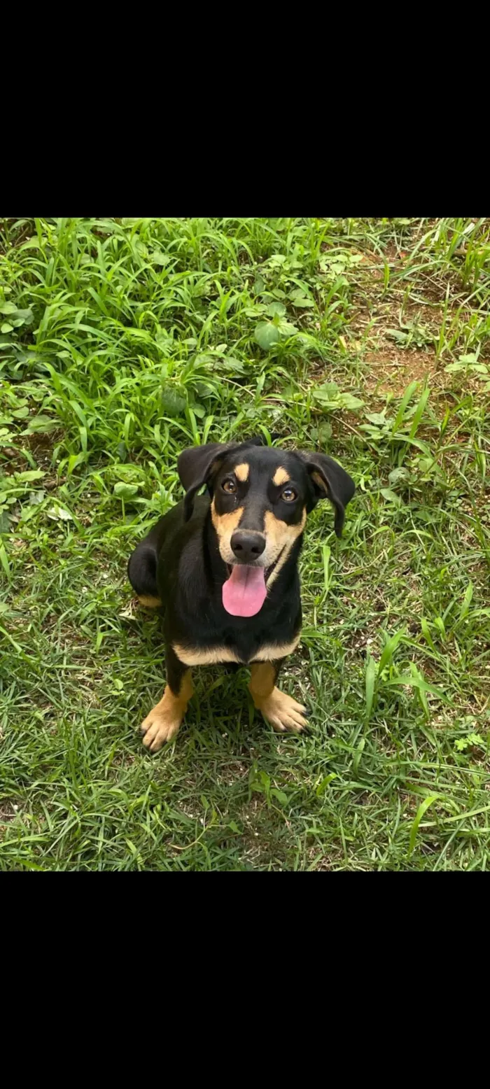 Cachorro raça SRD-ViraLata idade 1 ano nome LESCY