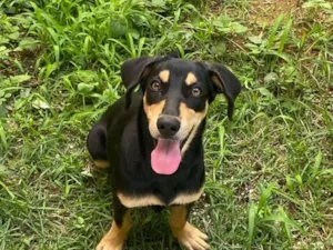 Cachorro raça SRD-ViraLata idade 1 ano nome LESCY