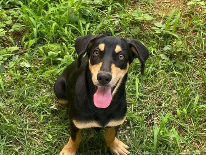 Cachorro raça SRD-ViraLata idade 1 ano nome LESCY