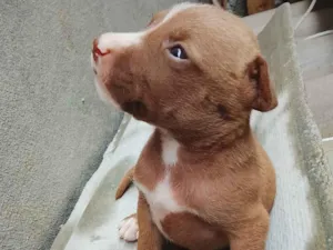 Cachorro raça Pit-Bull idade Abaixo de 2 meses nome Filhos do geromel 