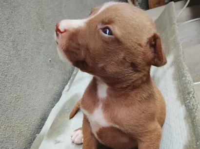 Cachorro raça Pit-Bull idade Abaixo de 2 meses nome Filhos do geromel 