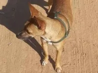 Cachorro raça SRD-ViraLata idade 3 anos nome Hanna 