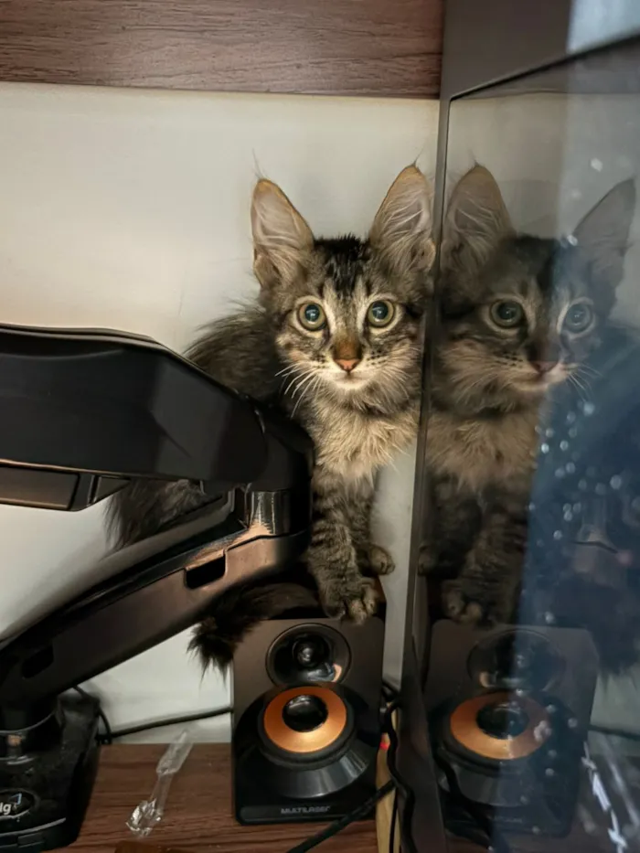 Gato raça SRD-ViraLata idade 2 a 6 meses nome Bilbo Bolseiro