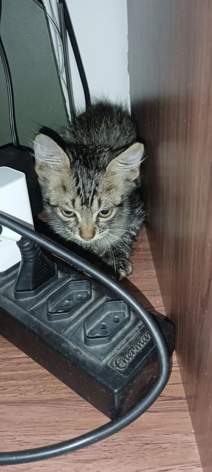 Gato raça SRD-ViraLata idade 2 a 6 meses nome Bilbo Bolseiro