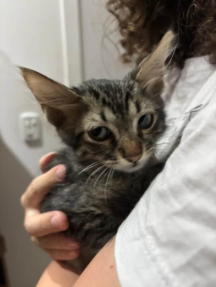 Gato raça SRD-ViraLata idade 2 a 6 meses nome Bilbo Bolseiro