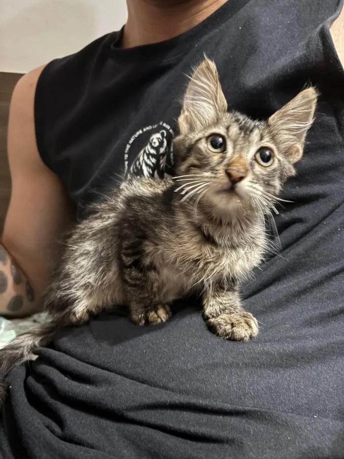 Gato raça SRD-ViraLata idade 2 a 6 meses nome Bilbo Bolseiro