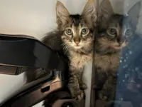 Gato raça SRD-ViraLata idade 2 a 6 meses nome Bilbo Bolseiro