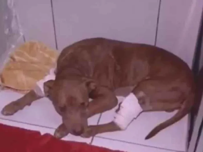 Gato raça SRD-ViraLata idade Abaixo de 2 meses nome teste