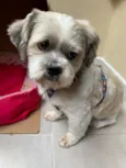 Cachorro raça Lhasa Apso idade 4 anos nome Billy