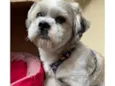 Cachorro raça Lhasa Apso idade 4 anos nome Billy