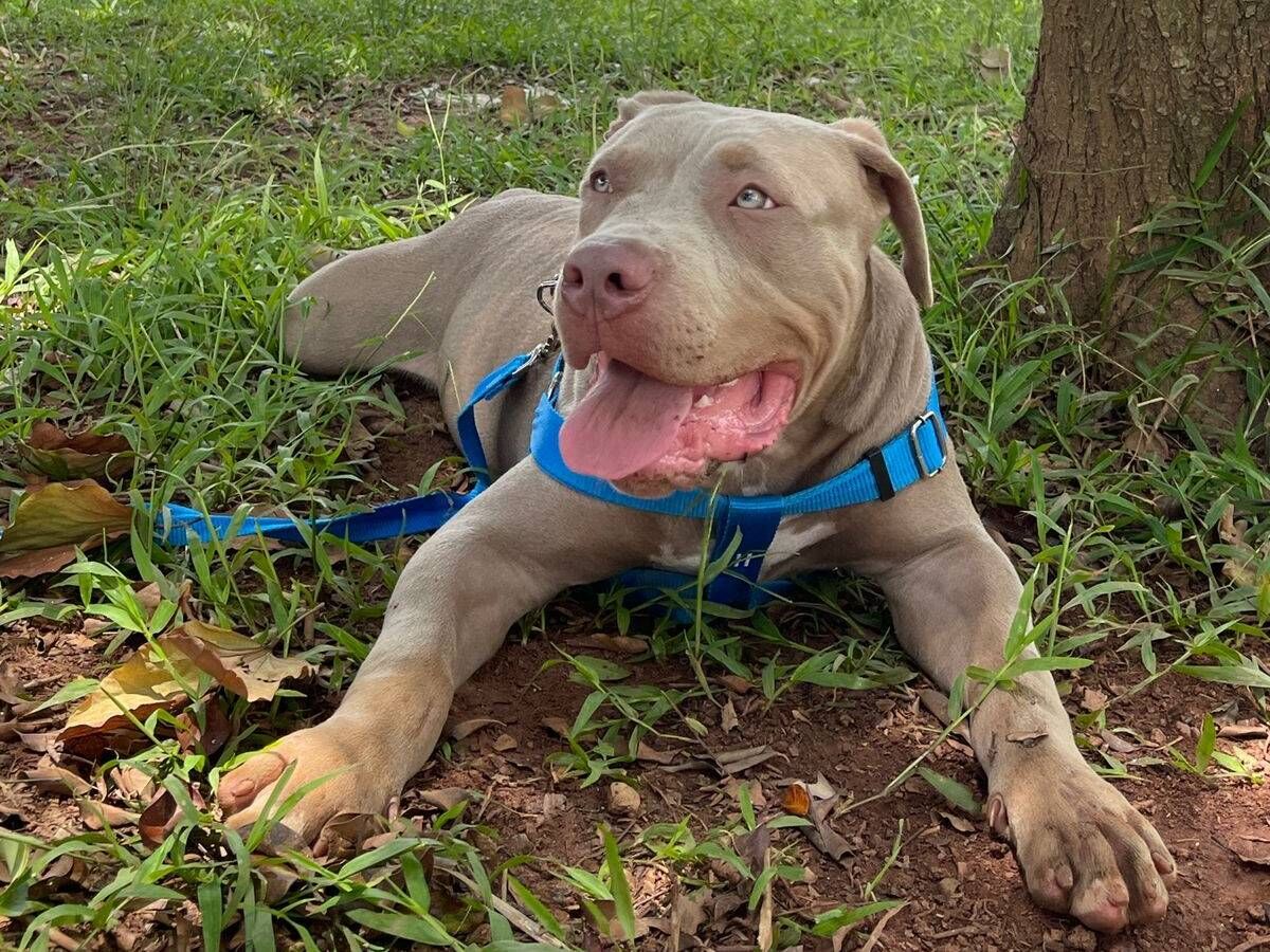 Cachorro raça Pit-Bull idade 2 a 6 meses nome Pitbull