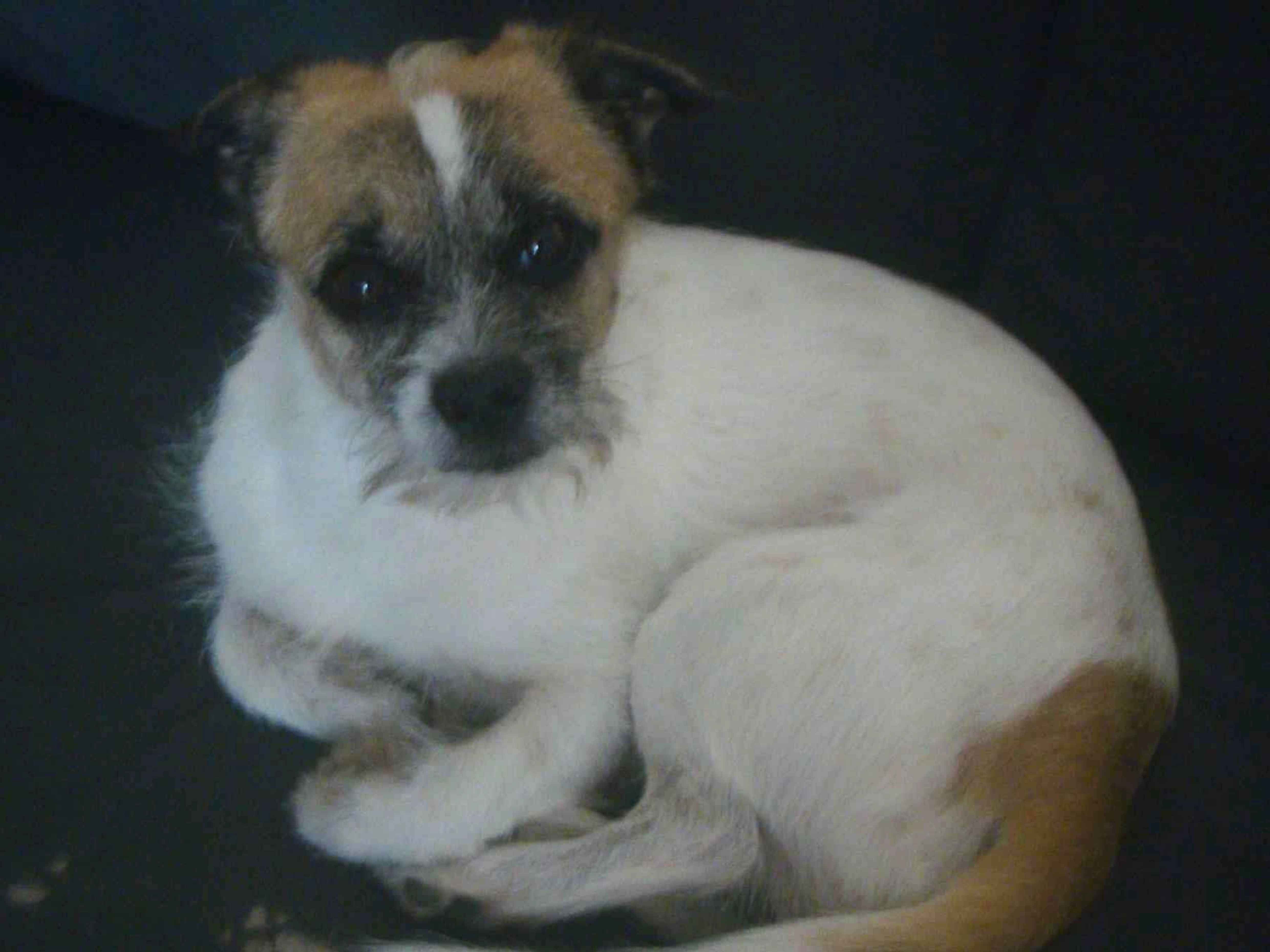 Cachorro raça SRD-ViraLata idade 5 anos nome Baby