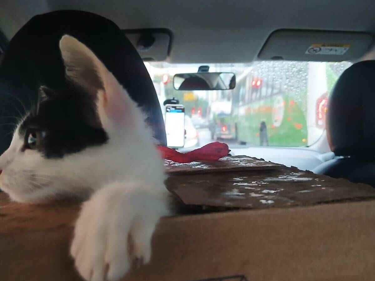 Gato raça SRD-ViraLata idade Abaixo de 2 meses nome Pimenta a