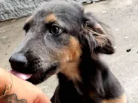 Cachorro raça SRD-ViraLata idade 2 a 6 meses nome Bella