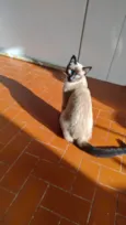 Gato raça Siamês idade 2 a 6 meses nome Toddy