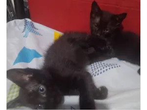 Gato raça SRD-ViraLata idade 2 a 6 meses nome Princesa e fofinho