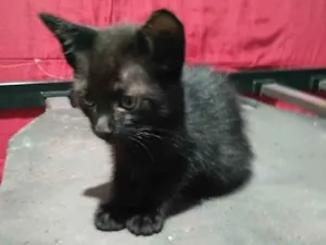 Gato raça SRD-ViraLata idade 2 a 6 meses nome Princesa e fofinho