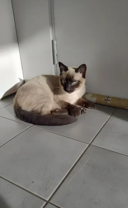 Gato raça Siamês idade 2 a 6 meses nome Toddy