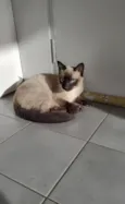 Gato raça Siamês idade 2 a 6 meses nome Toddy