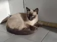 Gato raça Siamês idade 2 a 6 meses nome Toddy