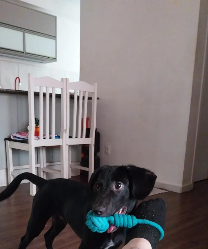 Cachorro raça SRD-ViraLata idade 2 a 6 meses nome Cookie