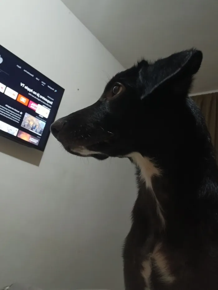 Cachorro raça SRD-ViraLata idade 2 a 6 meses nome Cookie