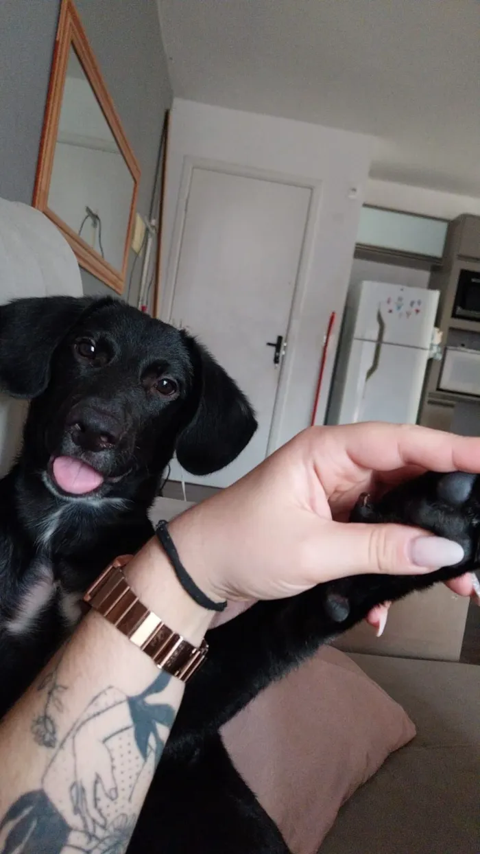 Cachorro raça SRD-ViraLata idade 2 a 6 meses nome Cookie