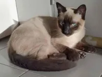 Gato raça Siamês idade 2 a 6 meses nome Toddy