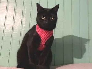 Gato raça SRD-ViraLata idade 5 anos nome Kali - Katuchi