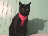 Gato raça SRD-ViraLata idade 5 anos nome Kali - Katuchi