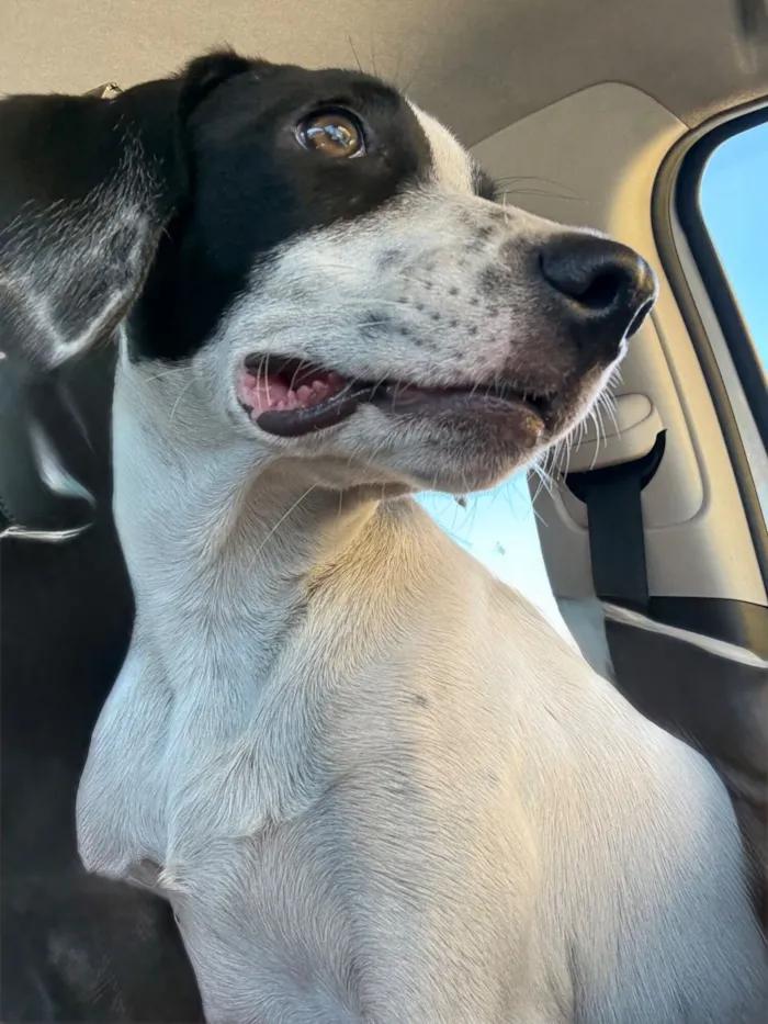 Cachorro raça SRD-ViraLata idade 7 a 11 meses nome Giorgian 